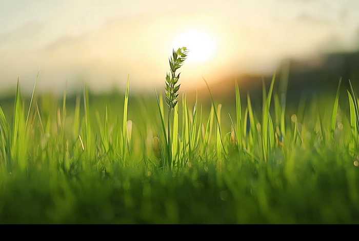 播放小草的故事，播放小草的故事有哪些