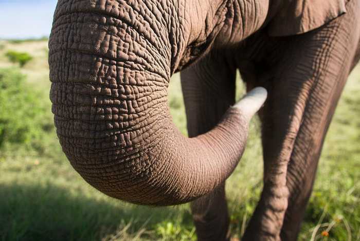 大象的鼻子有多长（大象的鼻子有多长视频）