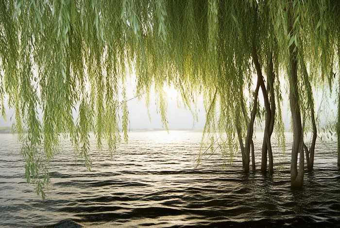岸边柳树照片 岸边柳树照片真实