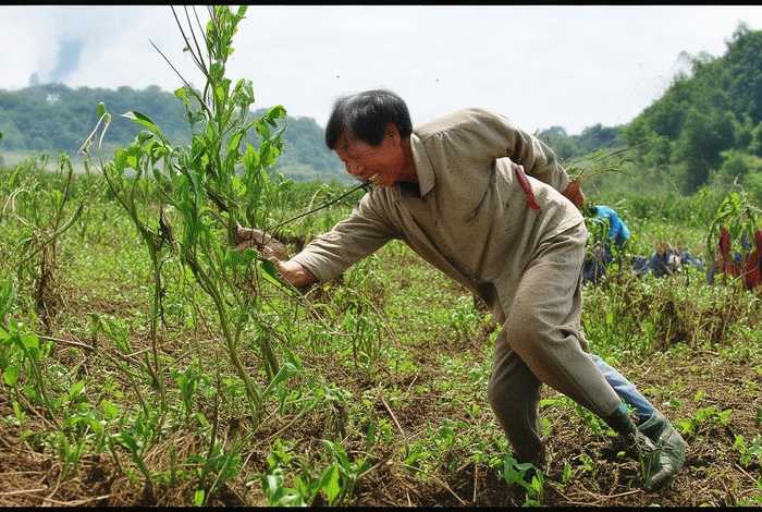 成语寓言故事拔苗助长 - 拔苗助长寓言故事的成语有哪些