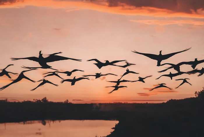 大雁故事视频、大雁的故事视频下载