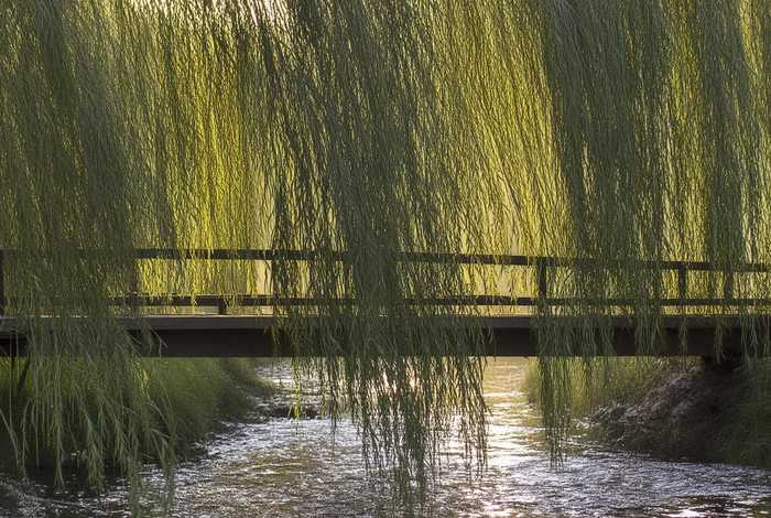 岸边的柳树仿写句子 - 岸边的柳树仿写句子怎么写 岸边的柳树仿写句子 - 岸边的柳树仿写句子怎么写