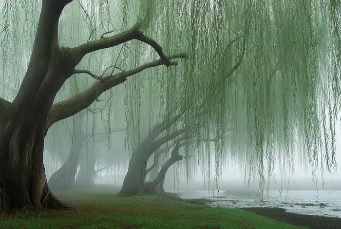 播放杨柳的故事、播放杨柳的故事有哪些