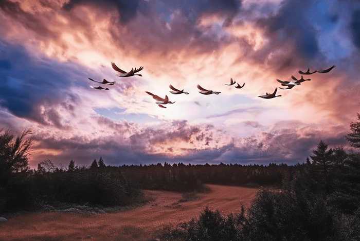 大雁指路；大雁指路告诉我们什么道理