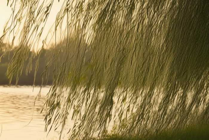 岸边的柳枝，岸边的柳枝被吹的像什么