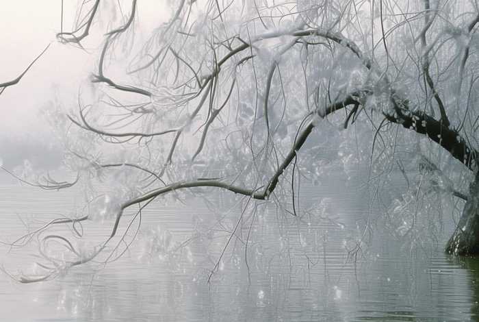 岸边的柳树像什么排比句、岸边的柳树像什么排比句子