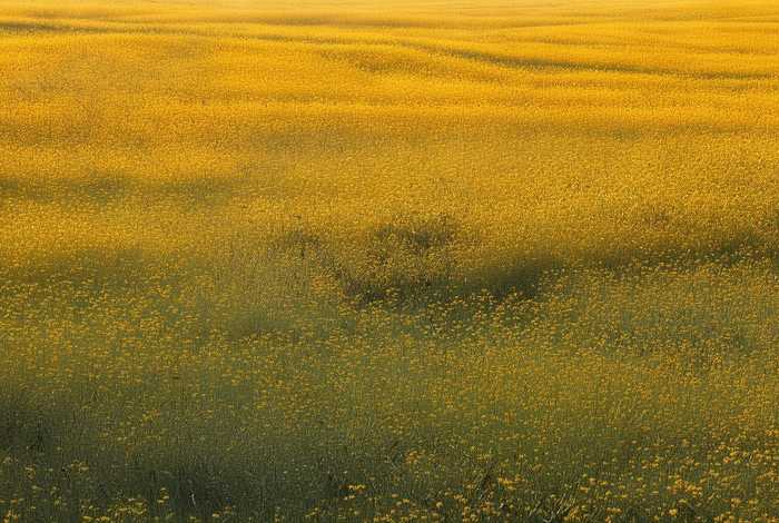 播放蒲公英的故事 - 播放蒲公英的故事的歌曲