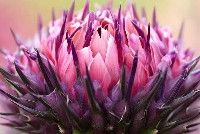 刺球花英文（花刺 英文）