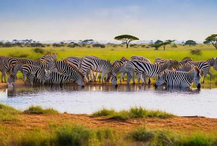 斑马的故事视频、斑马的故事视频完整版