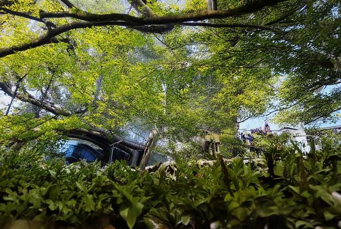 霸道的小狮子故事推荐，霸道的小狮子故事推荐50字