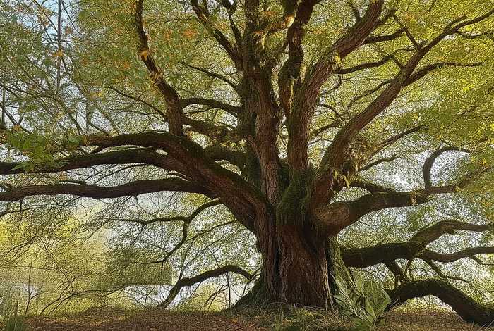 粗枝大叶的典故;粗枝大叶的典故是什么 粗枝大叶的典故;粗枝大叶的典故是什么