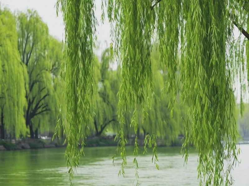 柳树的科普知识 柳树的科普知识有哪些