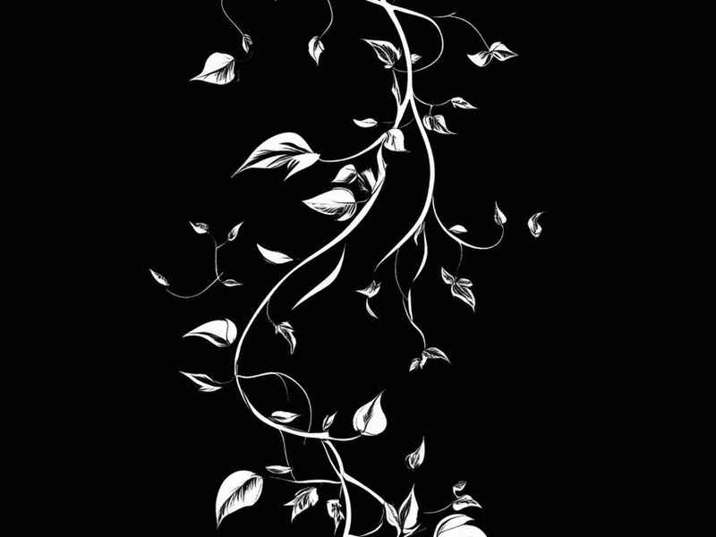 枯藤图片简笔画（枯藤图片简笔画大全）