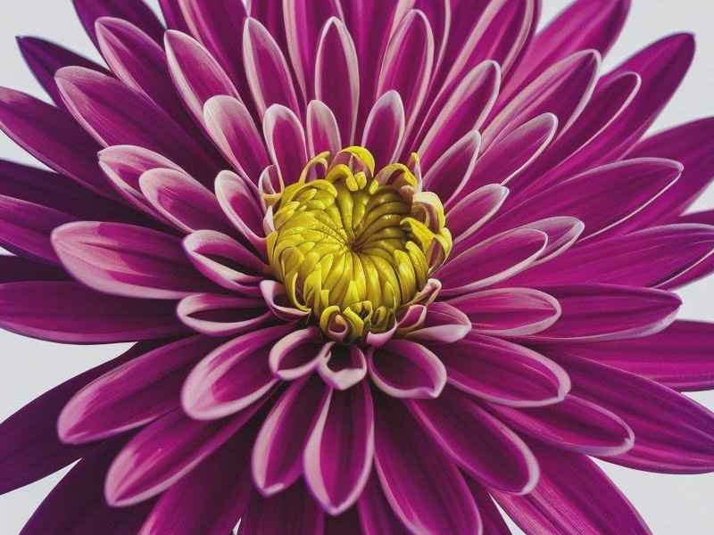 菊花公主的故事，菊花公主的故事视频