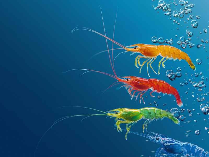 三只小猪的绘本故事;三只小猪的绘本故事视频 三只小猪的绘本故事;三只小猪的绘本故事视频