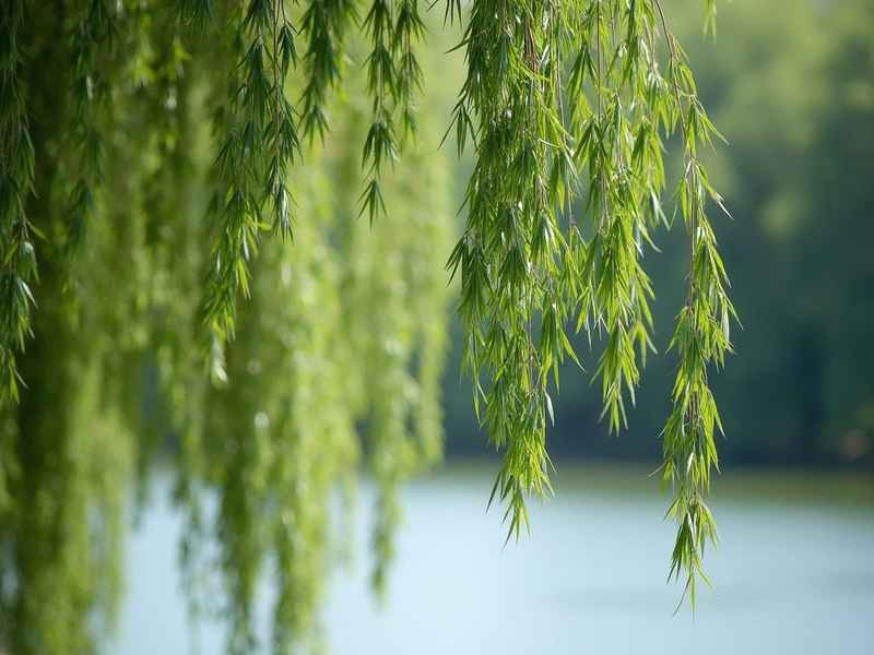 柳树儿童科普，柳树科普小知识