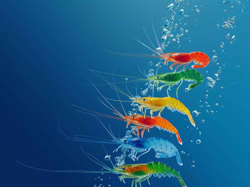 三只小猪故事文字版；三只小猪故事文字版简短