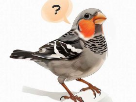 孔雀的小故事 - 孔雀的小故事50字