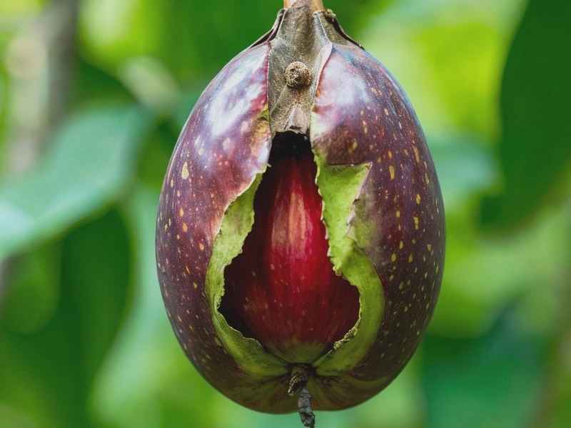 李子核讲了什么故事（李子核的故事讲了什么）