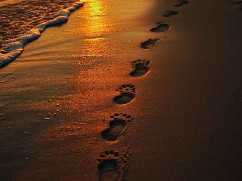 故事 脚步声 - 故事脚步声