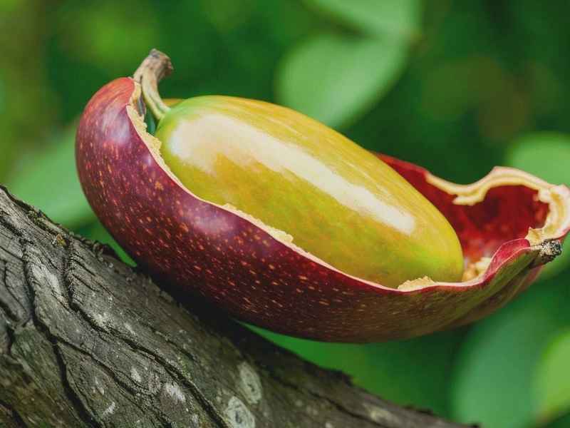 山羊逃生全过程视频 - 山羊逃生全过程视频播放