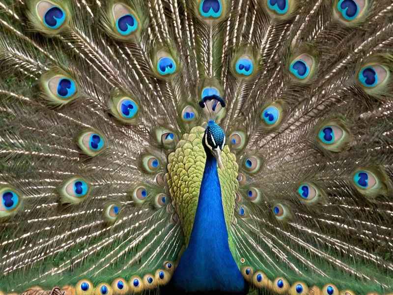 七位孔雀公主的故事 七位孔雀公主的故事就是七位孔雀故事趣味