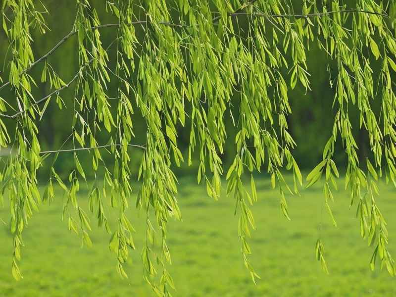 柳树儿童科普，柳树科普小知识