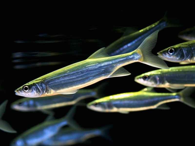 猫咪的耳朵动作表示的心情知乎；猫咪耳朵动作含义