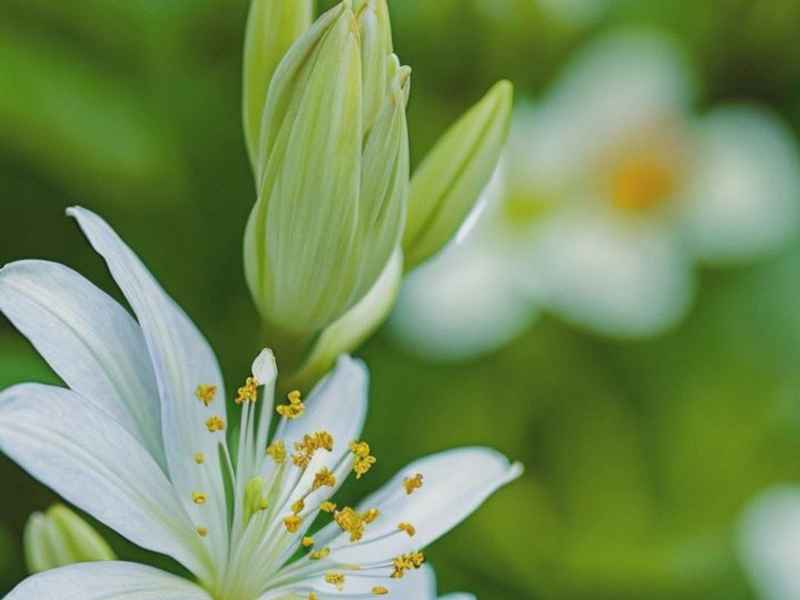 牵牛花故事完整版 - 牵牛花故事完整版视频