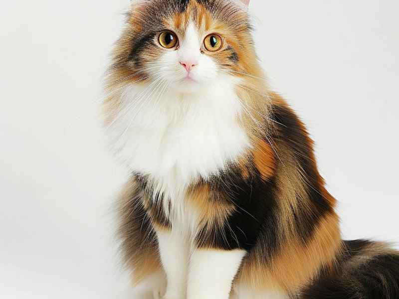 摸儿童白裤袜女图片裆部；我也想过儿童节 摸了裤裆小孩哪有