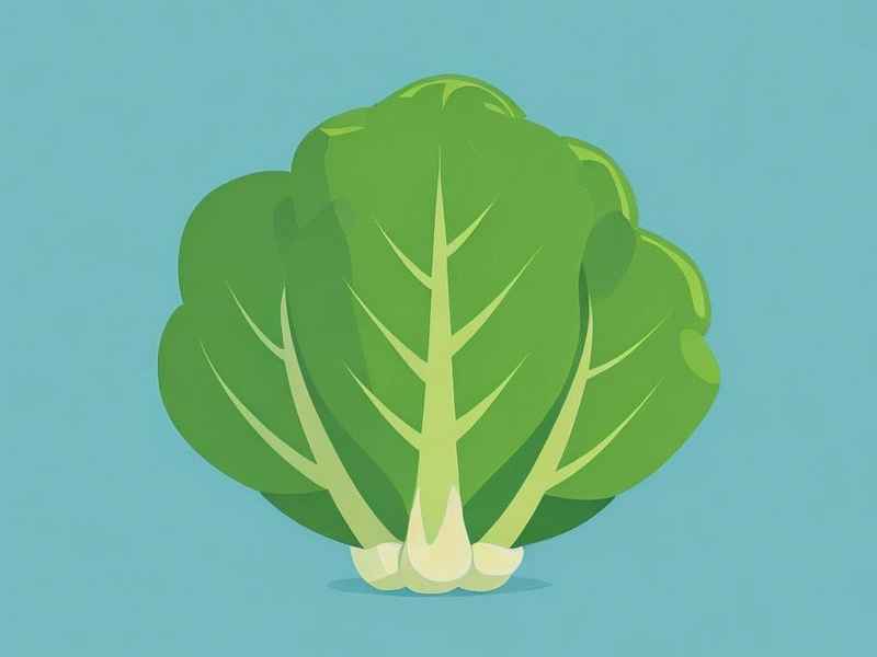 关于菠菜的绘本故事（关于菠菜的绘本故事图片）