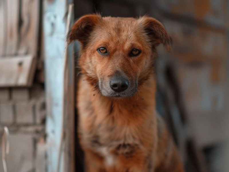 灰姑娘儿童剧视频 - 灰姑娘儿童剧台词