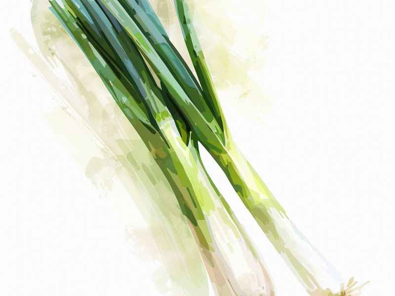 关于大葱的儿歌(关于大葱的儿歌大全) 关于大葱的儿歌(关于大葱的儿歌大全)