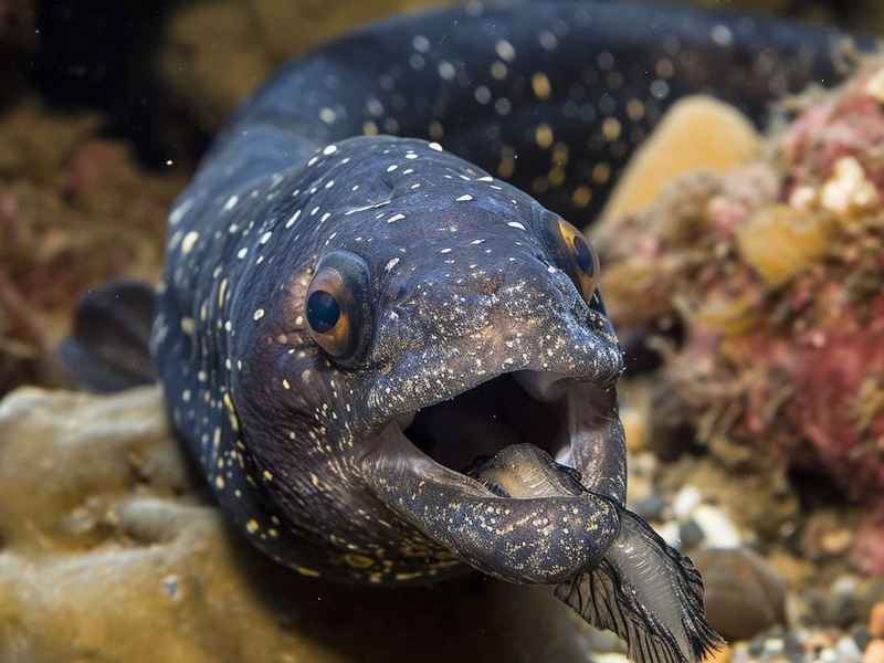 关于海鳗的资料（关于海鳗的资料介绍）