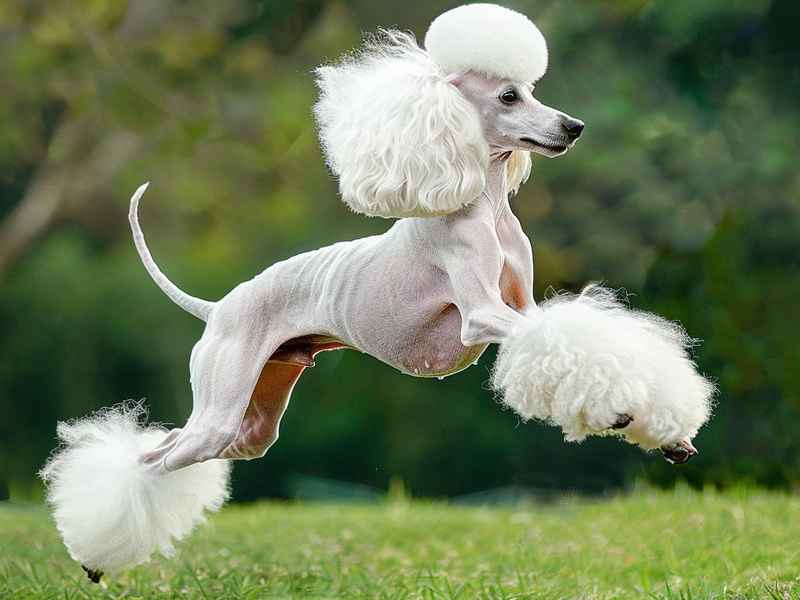 擎天柱和大黄蜂的儿童故事（擎天柱与大黄蜂的故事）