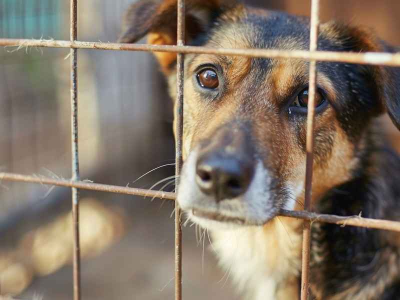 关于动物的脑筋急转弯儿童 关于动物的脑筋急转弯儿童6-10岁爆笑 关于动物的脑筋急转弯儿童 关于动物的脑筋急转弯儿童6-10岁爆笑
