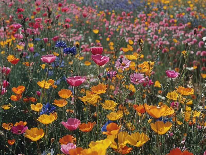 关于菊花的资料简介儿童 - 关于菊花的资料简介儿童怎么写