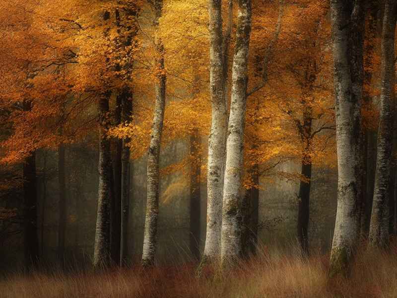 三只山羊和狼的故事；三只山羊和狼的故事简介