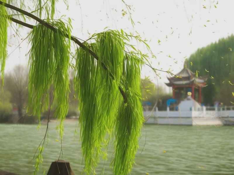 关于杨柳的历史故事、关于杨柳的历史故事50字