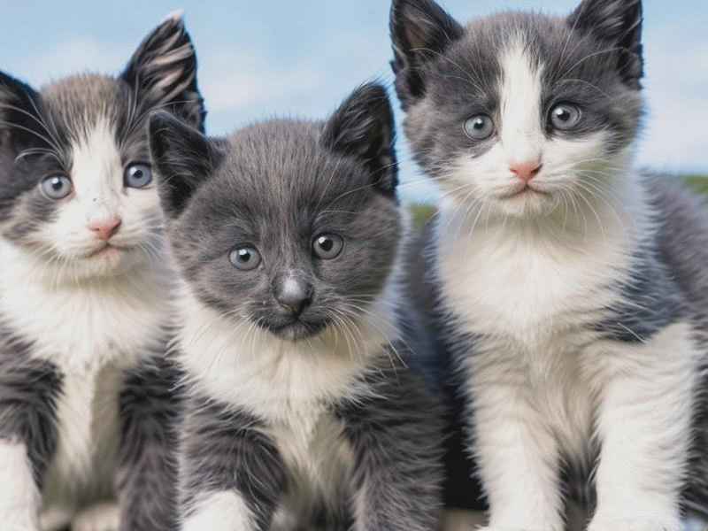 三只小羊和狼的故事;三只小羊和狼的故事图片 三只小羊和狼的故事;三只小羊和狼的故事图片