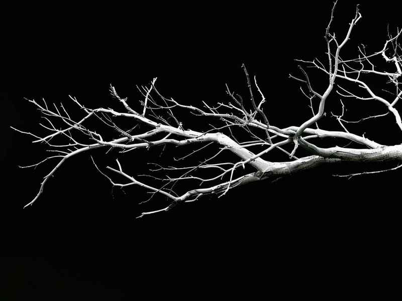 枯树枝的历史故事（枯树枝的历史故事视频）