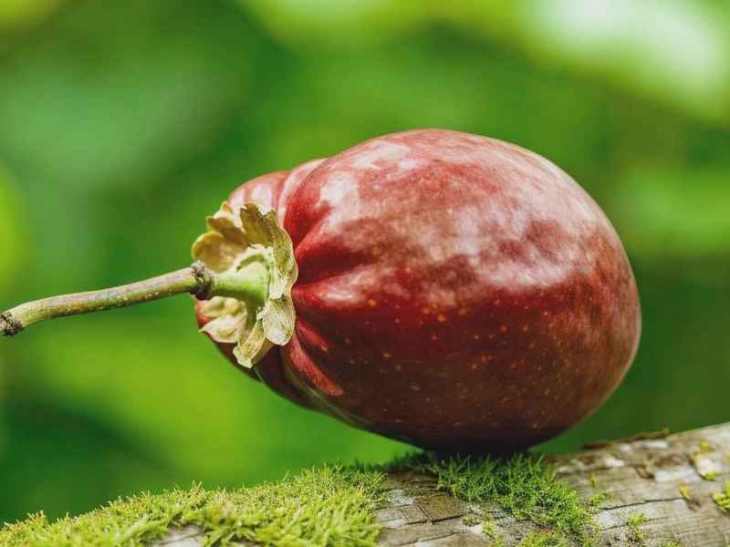 山羊救狼故事大全；山羊救狼故事大全视频