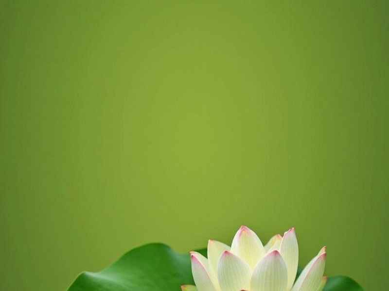 愤怒的小鸟小故事；愤怒的小鸟故事在线听mp3