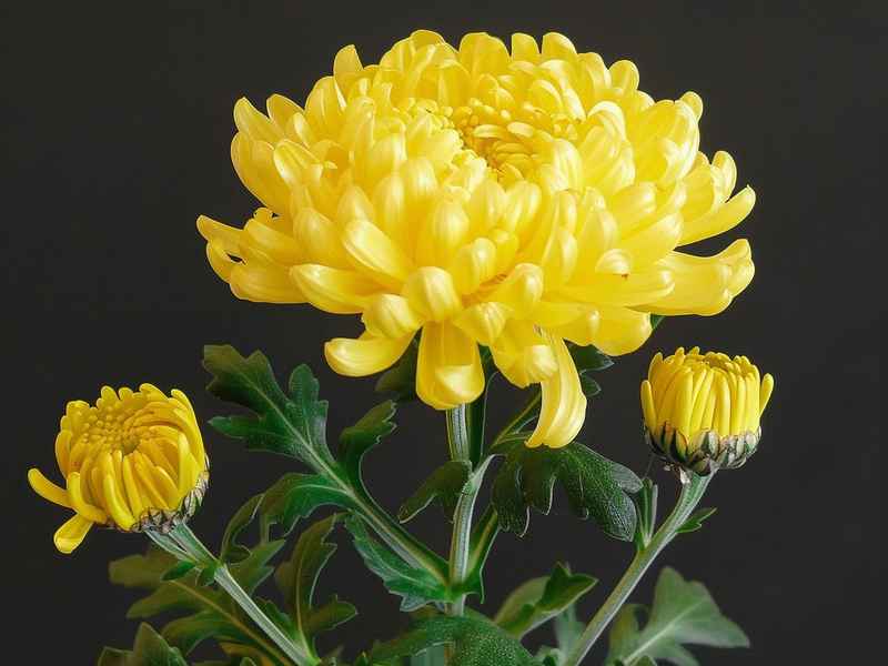 关于菊花的故事古诗（关于菊花的故事古诗大全）