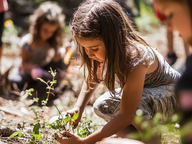 儿童种瓜的片段 儿童种瓜的片段描写