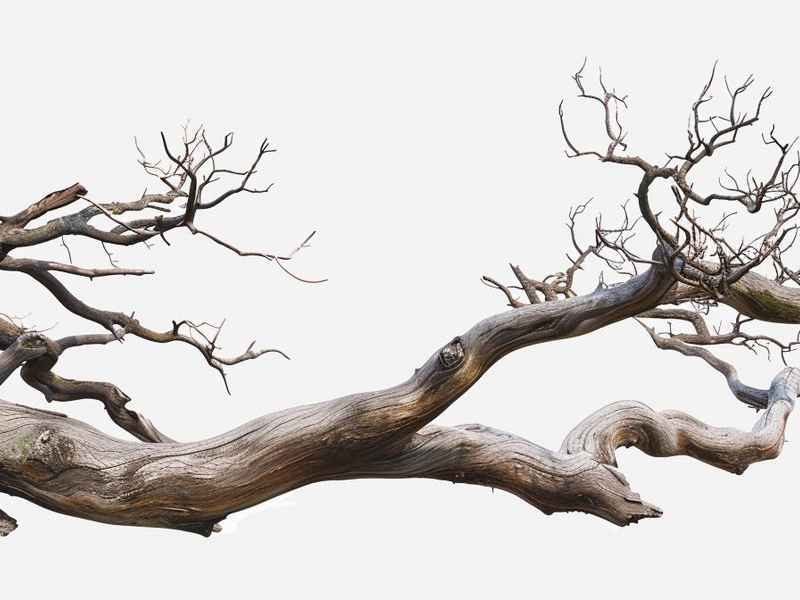 枯树枝的历史故事（枯树枝的历史故事视频）