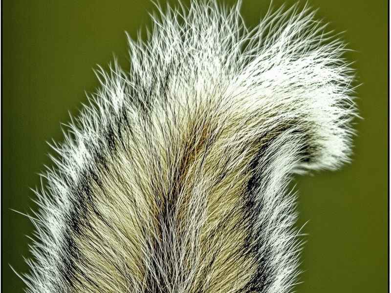 狼尾巴的意思，狼尾巴的意思和造句