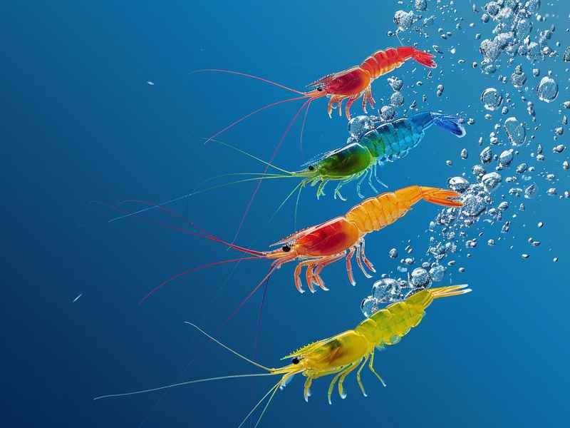 三只小猪的绘本故事;三只小猪的绘本故事视频 三只小猪的绘本故事;三只小猪的绘本故事视频