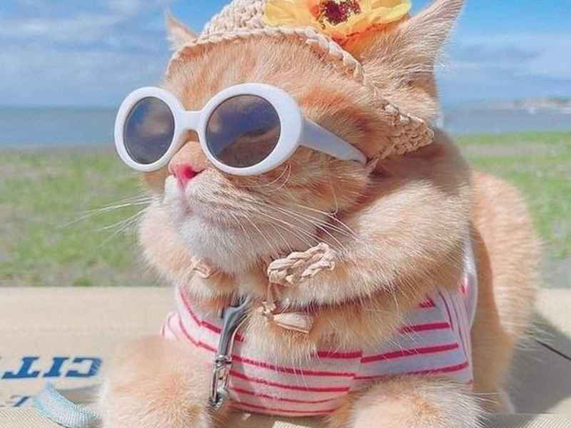 灰姑娘英文文字故事 - 灰姑娘英文文字故事简短版