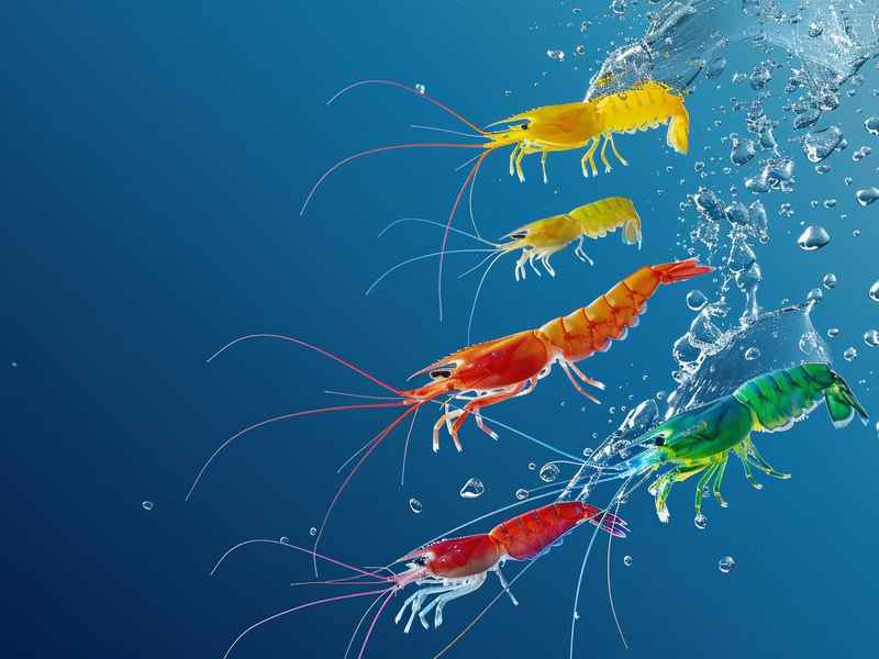 李想的七彩虾是儿童生活故事吗（七彩虾故事的寓意）